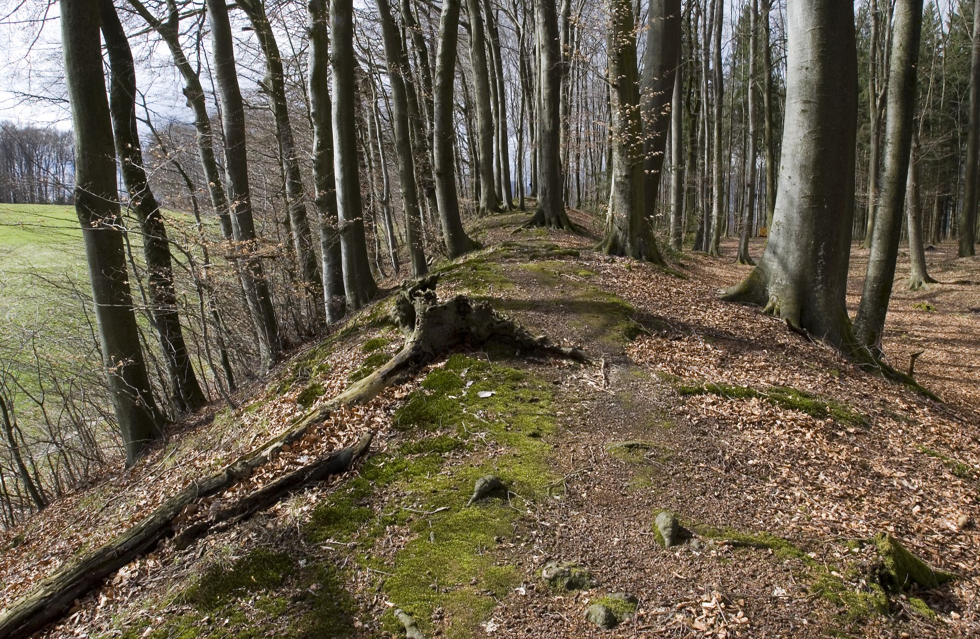 Prähistorischer Wall auf dem Eppenberg von Bäumen gesäumt.