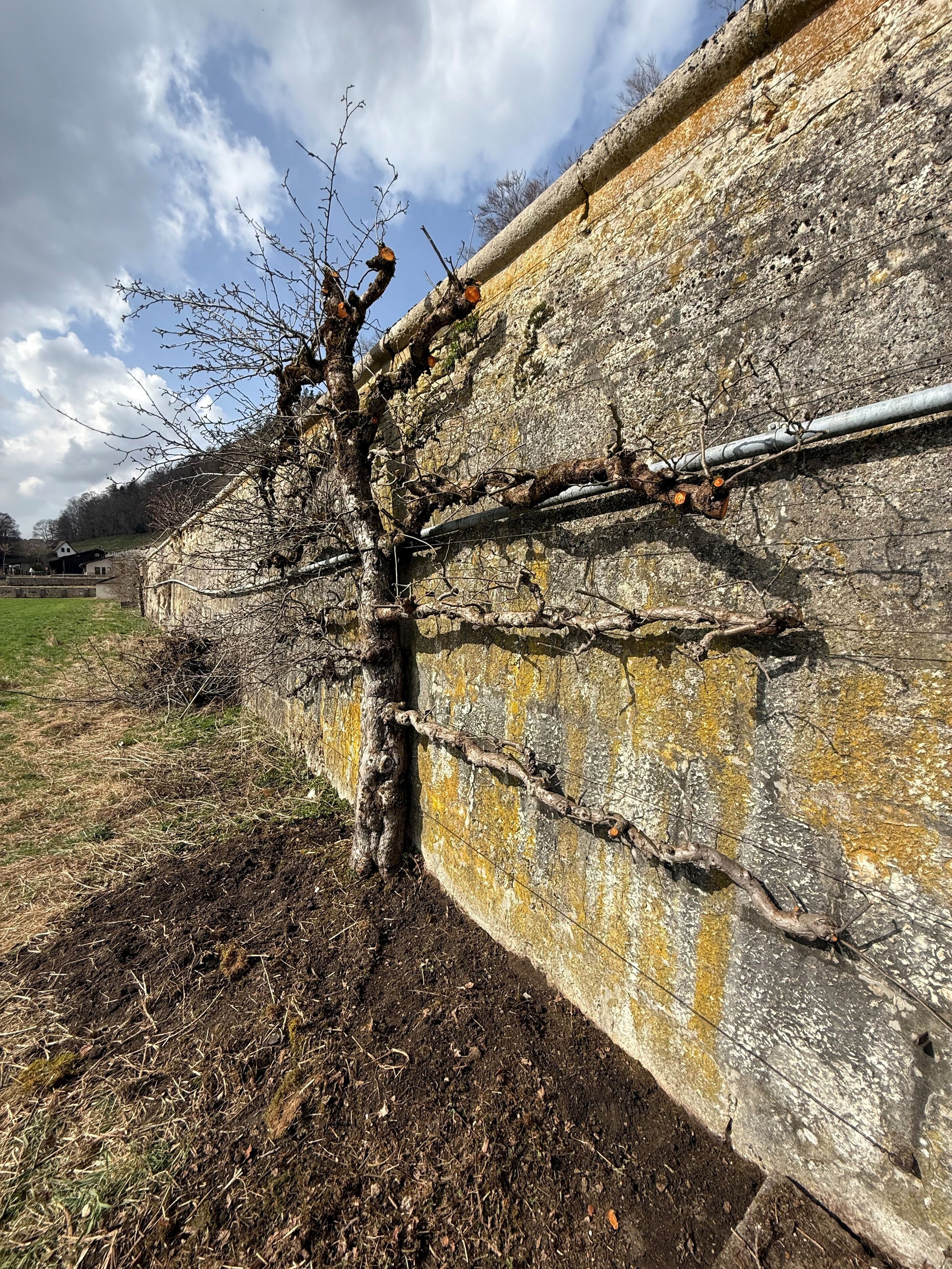 Pommier en espalier, en partie taillé